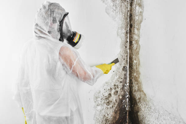 Best Post-Flood Mold Remediation in Bingham Farms, MI