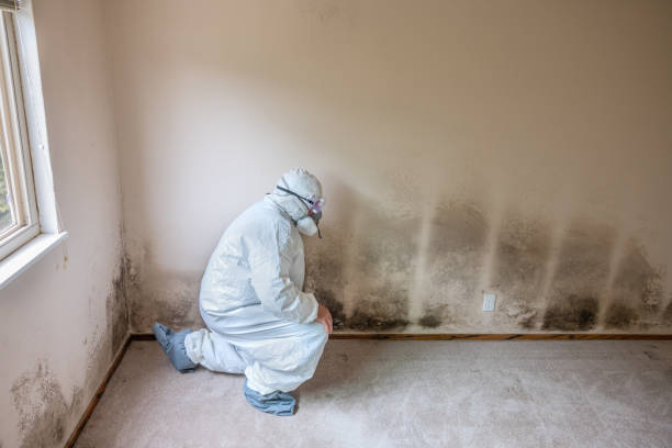 Best Bathroom Mold Remediation in Bingham Farms, MI