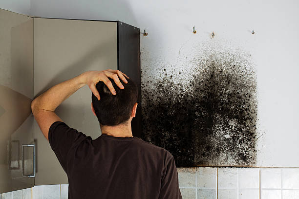 Best Residential Mold Remediation in Bingham Farms, MI
