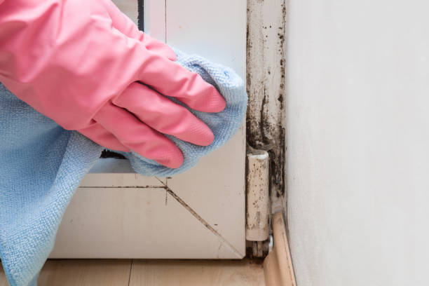 Best Kitchen Mold Remediation in Bingham Farms, MI