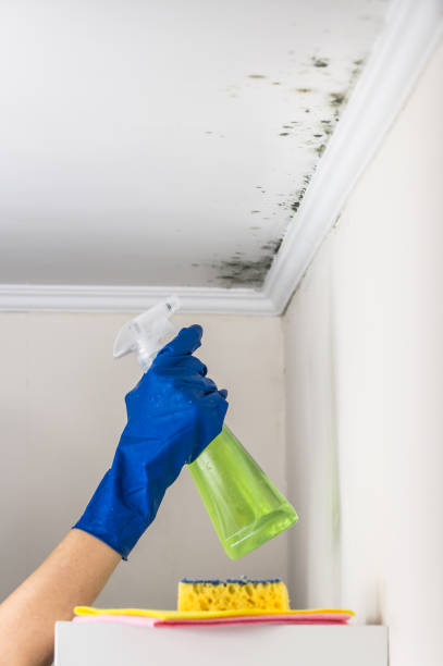 Best Insurance-Related Mold Remediation in Bingham Farms, MI
